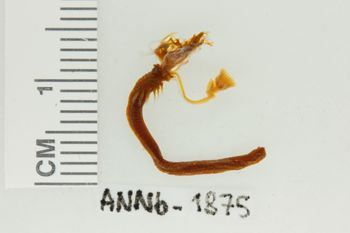 Media type: image;   Invertebrate Zoology ANNb-1875 Description: Digital photograph of preserved specimen.;